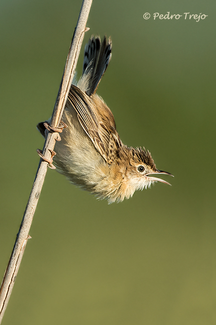 Buitron (Cisticola juncidis)